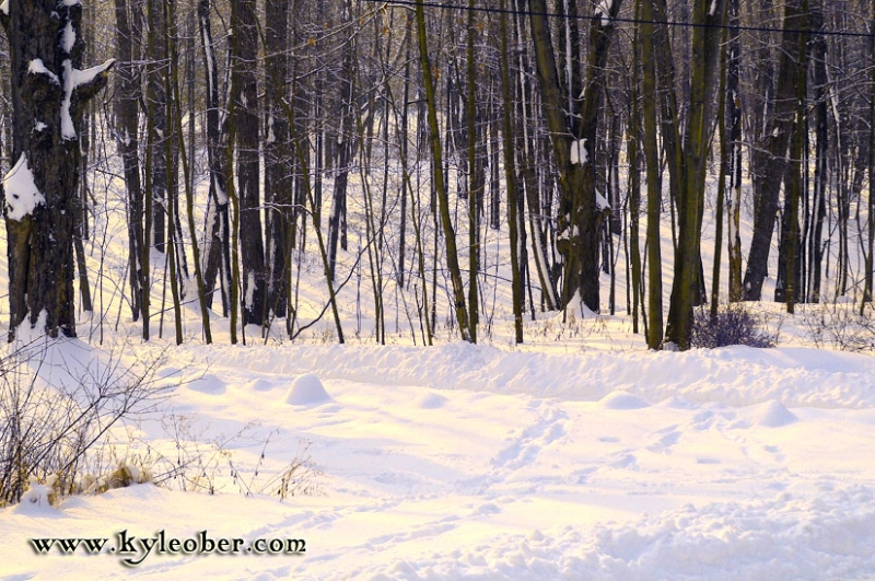 Snow Forest